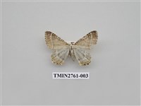 藏品(尺蛾330)的圖片